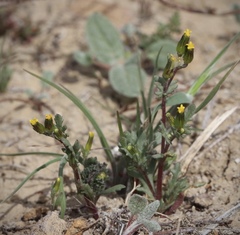 Senecio aphanactis