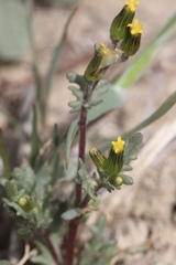 Senecio aphanactis
