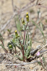 Senecio aphanactis