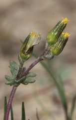 Senecio aphanactis
