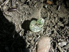 Bulbine mesembryanthemoides