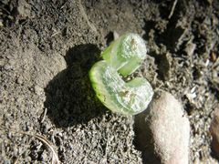 Bulbine mesembryanthemoides