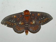 Procitheronia fenestrata