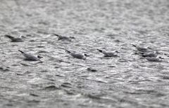 Chroicocephalus ridibundus