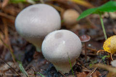 Lycoperdon molle