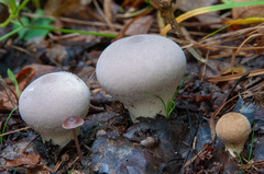 Lycoperdon molle