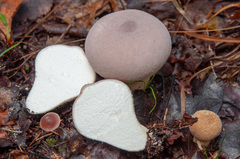 Lycoperdon molle