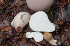 Lycoperdon molle