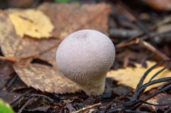 Lycoperdon molle