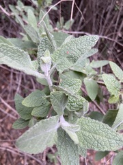 Lepechinia cardiophylla