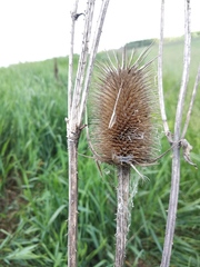 Dipsacus