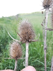 Dipsacus