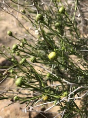 Eastwoodia elegans