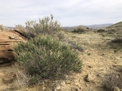 Eastwoodia elegans