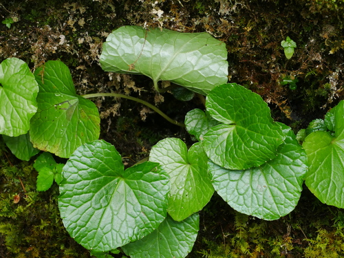 Image of Eutrema japonicum by (c) Jacy Chen, some rights reserved (CC BY)