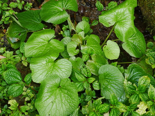 Image of Eutrema japonicum by (c) Jacy Chen, some rights reserved (CC BY)