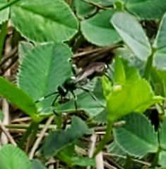 Vulgichneumon