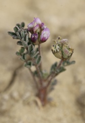 Astragalus didymocarpus didymocarpus
