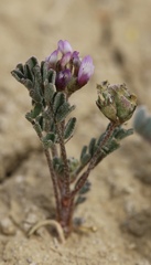 Astragalus didymocarpus didymocarpus