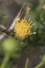 Eastwoodia elegans