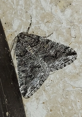 Macaria schatzeata