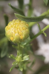 Eastwoodia elegans