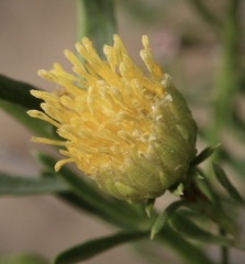 Eastwoodia elegans
