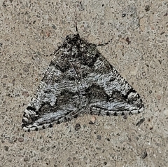 Macaria schatzeata