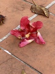 Thespesia grandiflora