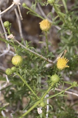 Eastwoodia elegans