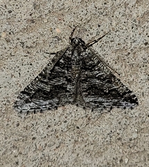Macaria schatzeata