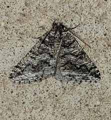 Macaria schatzeata