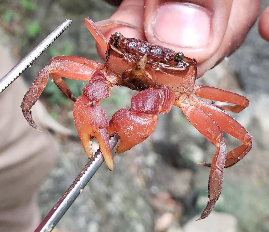 Sesarma bidentatum