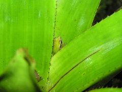 Pristimantis omeviridis