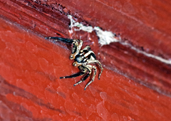 Plexippus paykulli