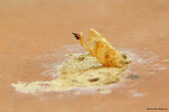 Chalybion bengalense