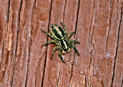 Plexippus paykulli