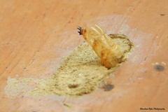 Chalybion bengalense