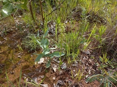 Habenaria disparilis