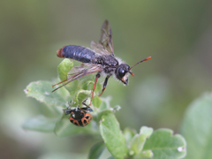 Pseudoclavellaria amerinae