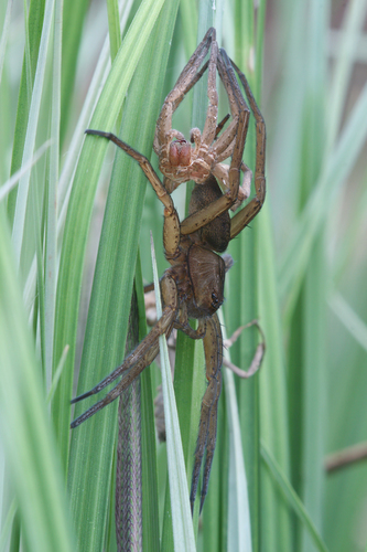 Fen raft spider