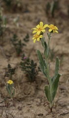 Monolopia stricta