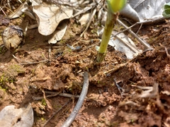 Habenaria disparilis