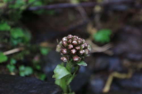 arrowleaf sweet coltsfoot (Petasites frigidus)
