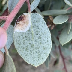 Phyllonorycter manzanita