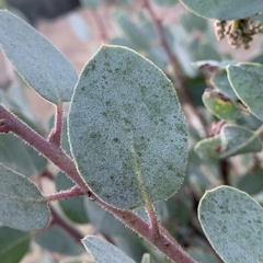 Phyllonorycter manzanita