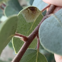 Phyllonorycter manzanita