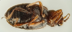 Corticarina minuta