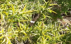 Nyctemera annulata × amicus