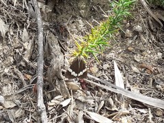 Nyctemera annulata × amicus